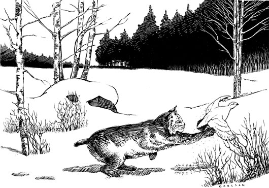 bobcat