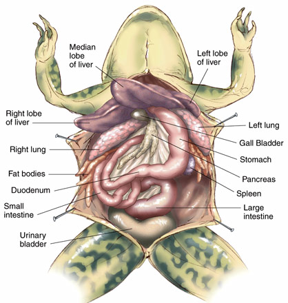 frog anatomy