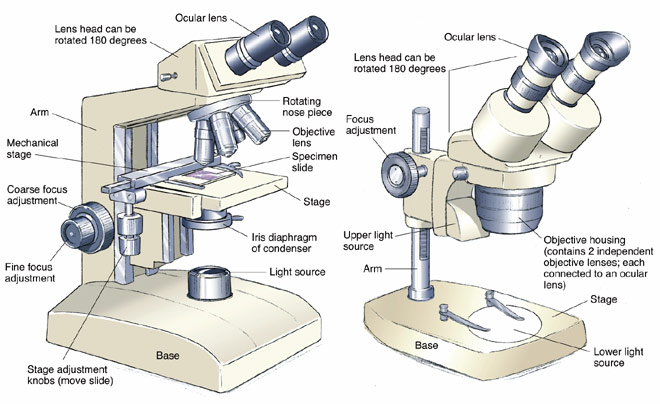 stereo-microscope.jpg