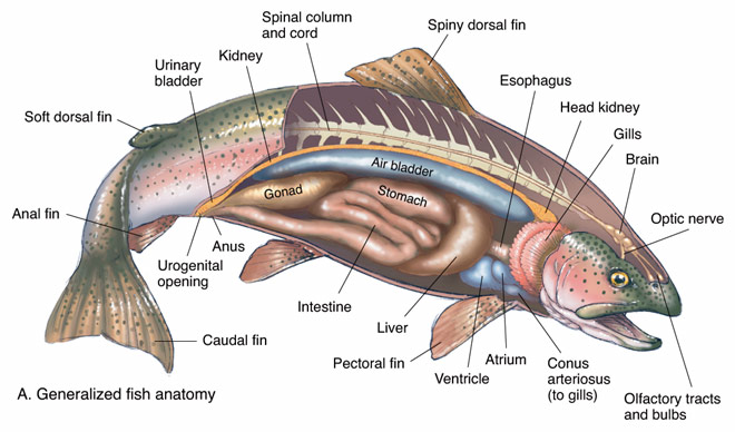 trout fish anatomy drawing sketch image illustration