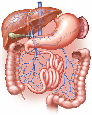 digestive system