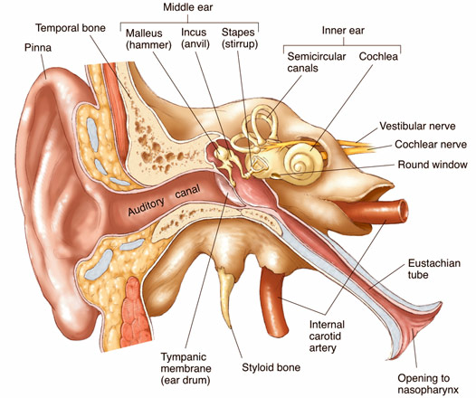 ear-anatomy.jpg
