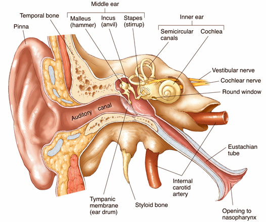 ear anatomy