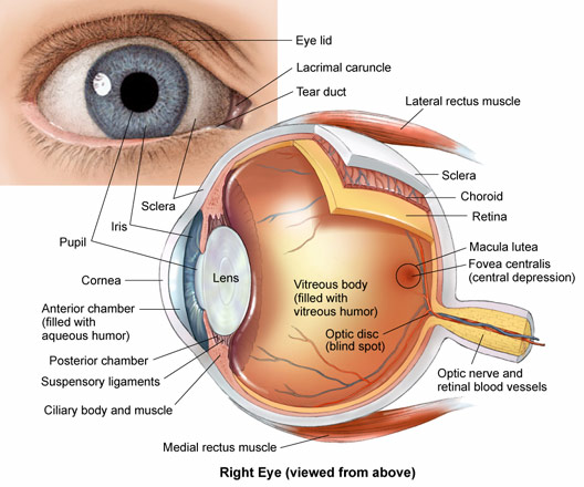 eye anatomy