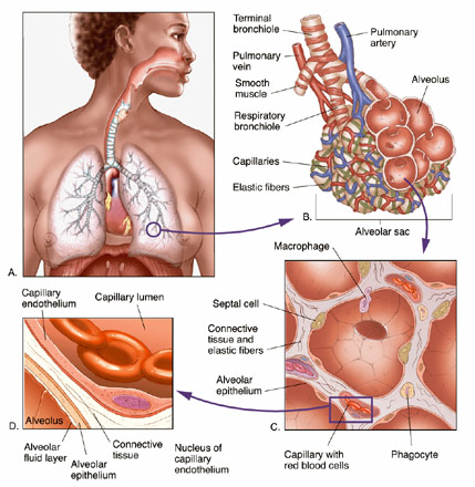Lung Anatomy Pictures