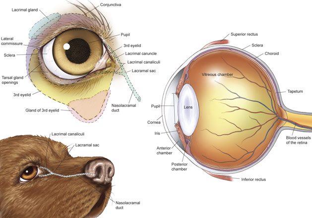 dog canine eye