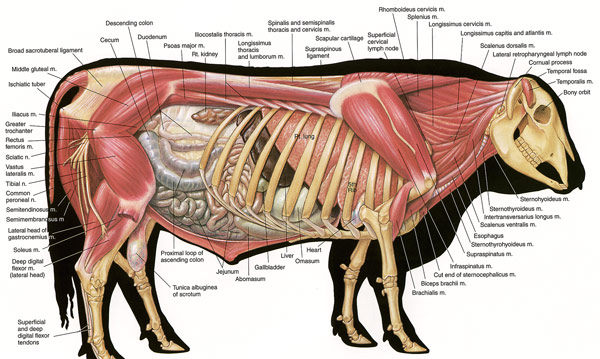 Beef Muscle Chart