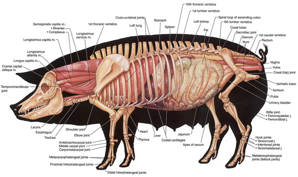 sow pig anatomy