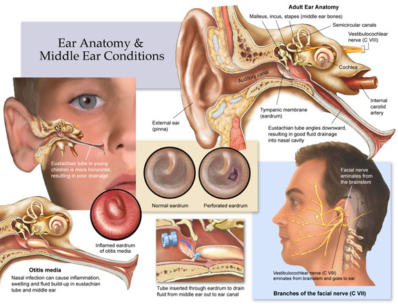 ear anatomy conditions drawing sketch image illustration diagram ear right 
